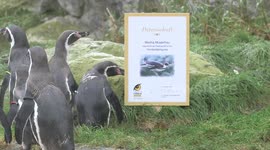 Austria: A Humboldt Penguin Under the Christmas Tree