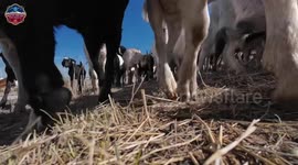 US: Lockheed Martin Uses 1,200 Goats to Fight Wildfire Risks