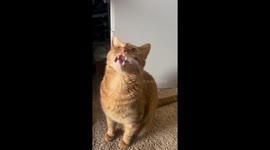 Orange Cat Speaks Bird