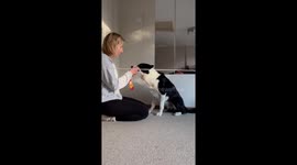 Border Collie Hangs Christmas Socks on Clothesline