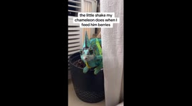 Chameleon Dances For Raspberry