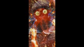 Shiny Crustacean Close Up