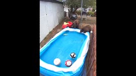 California homeowners spot 4 bears playing in their backyard pool