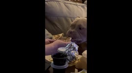 Exclusive - Adorable dog takes the smallest bite of owner's wrap (1.6M views on tiktok)