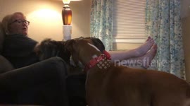 Dog get into a heated argument between dogs and owner reacts.