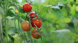 China: Workers water tomato plants at a family farm in Zaozhuang city