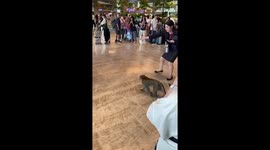 Wild monkeys invade airport in Singapore