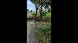 Hundreds of ducks hold up traffic to cross road