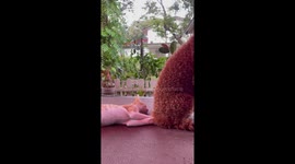 Pet cat enjoys snuggling up with a very fluffy poodle