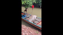 Fishermen rescue giant stingray by hauling it ashore with a crane