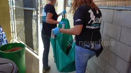 Rehabilitated mountain lion returns to the wild in California