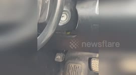 Calm Aussie removes deadly tiger snake from a car