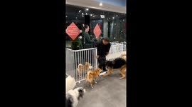 German shepherd cries as owner leaves in Guangdong, China