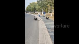 Rare black swan family cross road in China