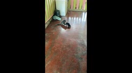 Monkey playfully interacts with dog in Putumayo, Colombia