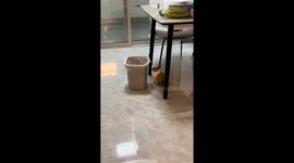 Bunny jumps into trash can and starts eating in Hebei, China