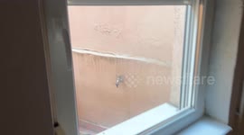Street kitten that lives in the basement near our house comes to the window for sausage