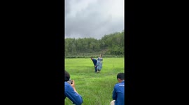 Goat trips and falls during prenup photoshoot in Gunung Kidul, Java, Indonesia