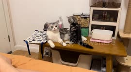 Cat kicks kitten off table in Zhejiang, China