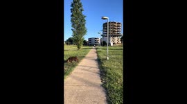 Bird repeatedly attacks brown dog in Santa Fe, Argentina