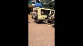 Monkeys steal food from vehicle in Ngorongoro, Tanzania