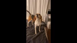 Dog makes 'bro' sound in Los Angeles, USA