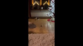 Person startled by rat jump in Sweden video