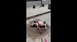 Pet pig enjoys puddle bath in Buenos Aires