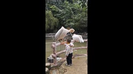 Pelican tries to swallow child's head at zoo in China