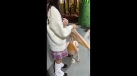 Clingy pelican develops crush on zoo visitor in China