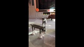 Schnauzer dog confused by doppelganger furniture