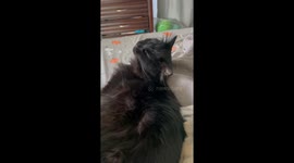 Cat Munches On Nothing
