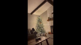 Orange Cat In The Christmas Tree