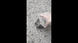 Woman uses plastic glove to catch frog in China