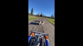 My husband in the drivers seat of our soapbox Alaskan Malamute driven car does not tolerate my backseat driving