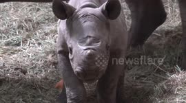 Rhino calf celebrates first birthday at zoo in Portland, Oregon