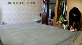 Cat accidentally hits owner in the face while playing on bed in Anhui, China
