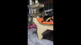 Pet cats look over night sky like fortress watchmen