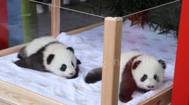 Zoo Berlin unveils names for baby panda twins