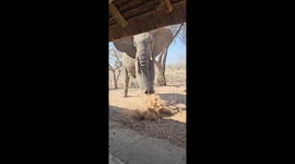 Home owner on Big 5 Reserve in South Africa steps out from the kitchen and surprises a huge elephant bull in the garden; who then kicks dust in her direction!