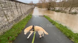 When your dog wants to walk on his favourite path after storm Darragh floods it.