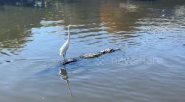 Fearless egret takes ride on alligator's back