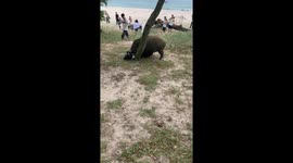 Wild boar steals bag and runs away on MacLehose Trail, Hong Kong