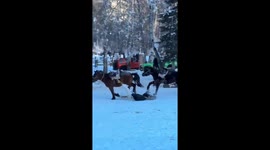 Woman rescued after being dragged by horse in Xinjiang, China