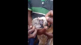 Residents gather to see goat with 'penis in forehead' in India