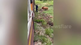 Kind train driver removes cow from railway tracks