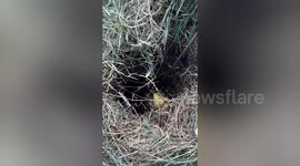 Trapped stray dog pulled out of well with stick