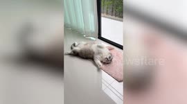 Lazy pet cat sleeps on back in front of sliding door to bask in light