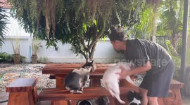Eight French bulldogs pose together for adorable picture
