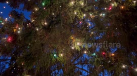 Couple's Christmas tree planted in 1979 is tourist hit after growing over 50ft